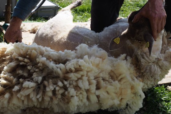 Hands on Wool.