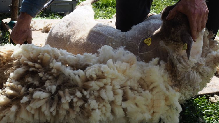 Hands on Wool.