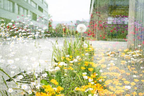 Fotoausstellung «Urban Nature»