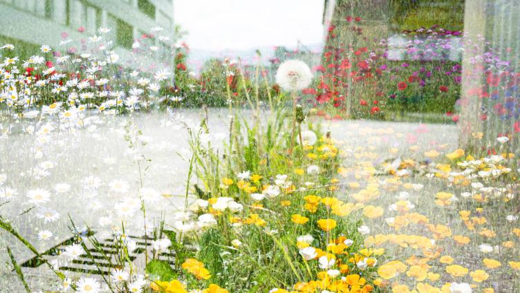 Fotoausstellung «Urban Nature»